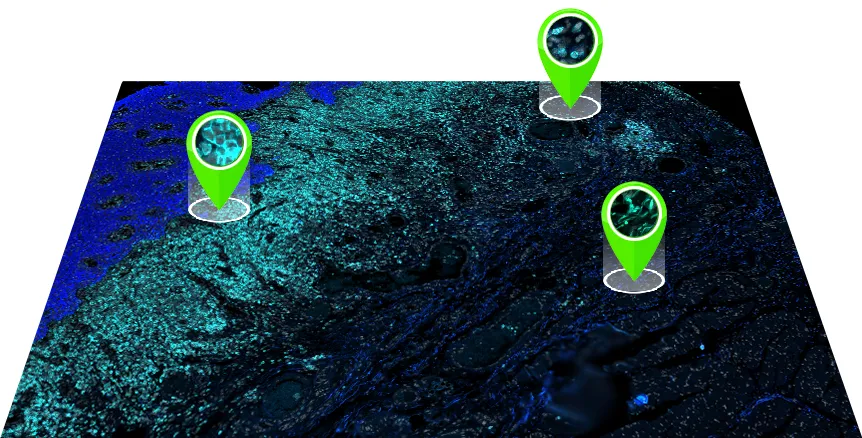Geo Mx provide information about the spatial organization of those cells