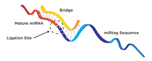 Coverage of the nCounter® v3 Human miRNA expression assay kit